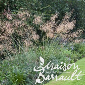 image DESCHAMPSIA CAESPITOSA