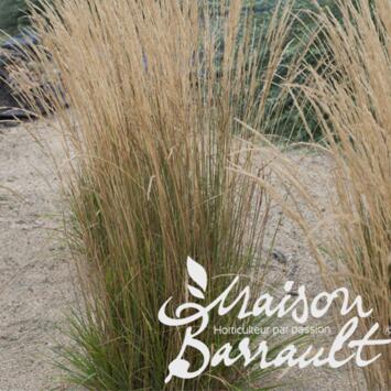 image CALAMAGROSTIS BRACHYTRICHA
