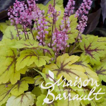 image HEUCHERELLA STOP LIGHT