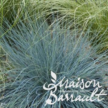 image FESTUCA GLAUCA ELIJAH BLUE