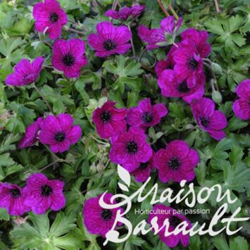 image GERANIUM CINEREUM SPLENDENS
