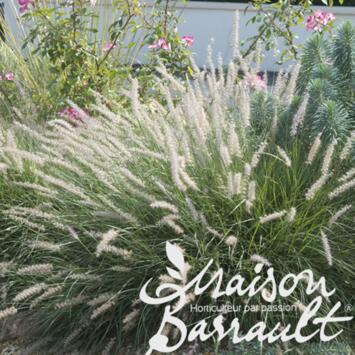 image PENNISETUM ALOPECUROIDES HAMELN