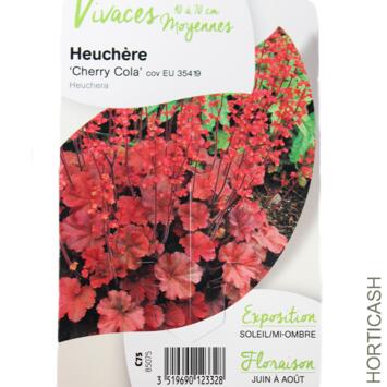 image HEUCHERA CHERRY COLA