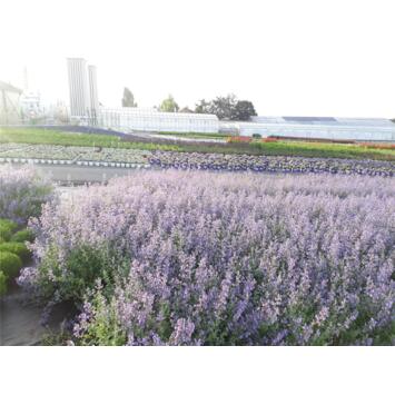 image NEPETA MUSSINII