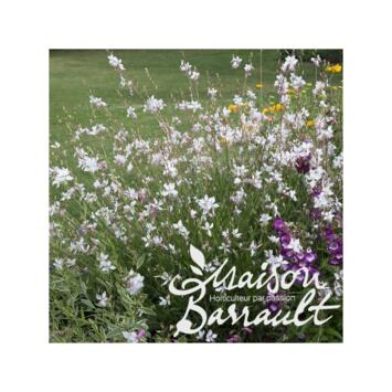 image GAURA LINDHEIMERI SHORT FORM
