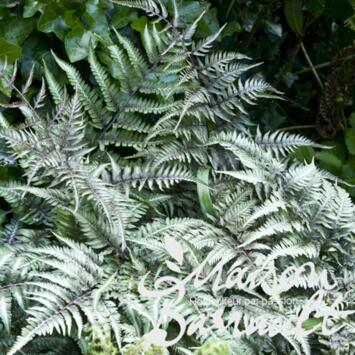 image ATHYRIUM NIPONICUM METALLICUM
