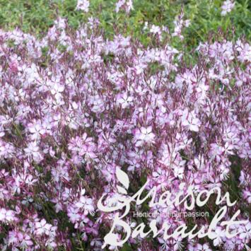 image GAURA LINDHEIMERI ROSY JANE