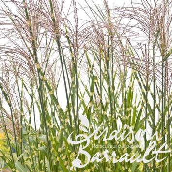 image MISCANTHUS SINENSIS ZEBRINUS