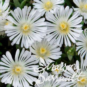 image DELOSPERMA WHITE WONDER