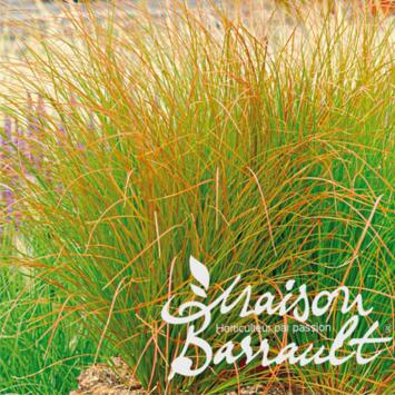 image CAREX PRAIRIE FIRE COLOUR GRASS