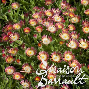 image DELOSPERMA JEWEL OF DESERT GRENADE