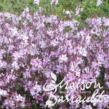image GAURA LINDHEIMERI ROSY JANE