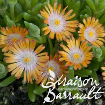 image DELOSPERMA JEWEL OF DESERT TOPAZE