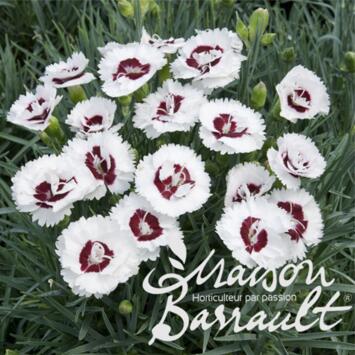 image OEILLET PLUMARIUS COCONUT SUNDAE