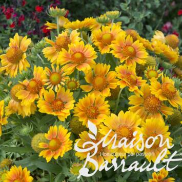 image GAILLARDE ARISTATA MESA PEACH