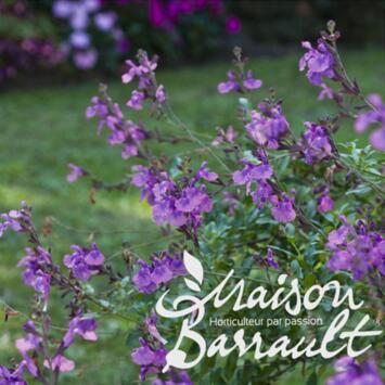 image SAUGE MICROPHYLLA VIOLETTE