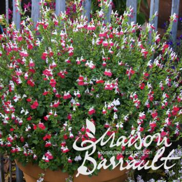 image SAUGE GRAHAMII HOT LIPS