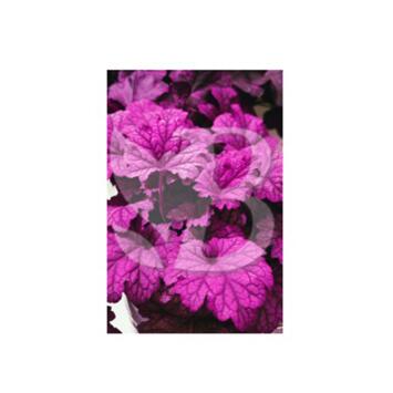 image HEUCHERA BERRY SMOOTHIE