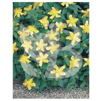 image HYPERICUM OLYMPICUM