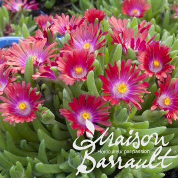 image DELOSPERMA JEWEL OF DESERT RUBY