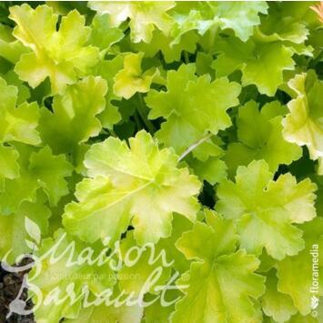 image HEUCHERA MICRANTHA LIME MARMALADE