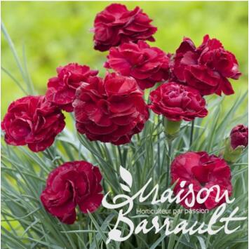 image OEILLET PLUMARIUS HOT RED