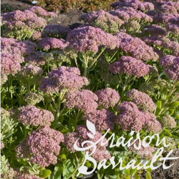 image SEDUM TELEPHIUM AUTUMN JOY