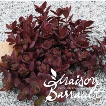 image SEDUM SUNSPARKLER CHERRY ART