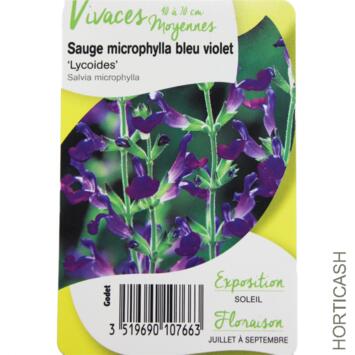 image SAUGE MICROPHYLLA LYCIOIDES
