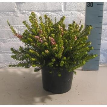 image ERICA DARLEYENSIS GOST HILL S