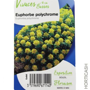 image EUPHORBIA POLYCHROMA