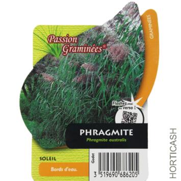 image PHRAGMITES AUSTRALIS