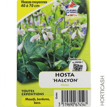 image HOSTA HALCYON SIEBOLDIANA