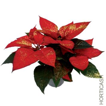 image POINSETTIA PAILLETTE