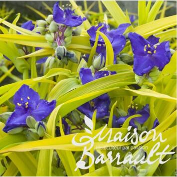image TRADESCANTIA ANDERSONIANA SWEET KATE