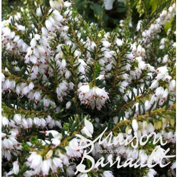 image ERICA DARLEYENSIS WHITE GLOW