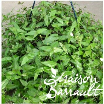 image TRADESCANTIA GYPSOPHYLLA SUSP