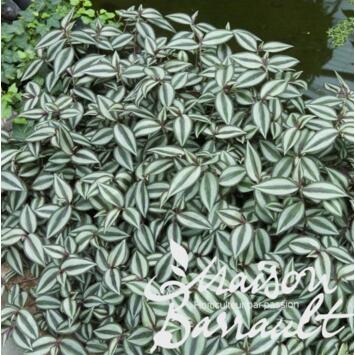 image TRADESCANTIA ZEBRINA SUSP