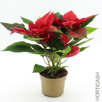image POINSETTIA