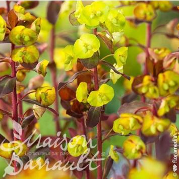 image EUPHORBIA AMIGDALOIDES PURPUREA