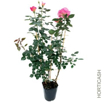 image ROSIER G FL PALISSE