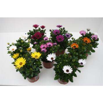 image OSTEOSPERMUM VARIES