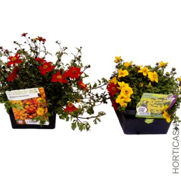 image BIDENS JAUNE BQ6