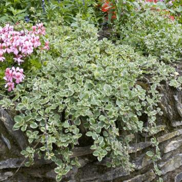 image PLECTRANTHUS BQ6
