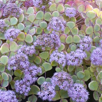 image SEDUM SIEBOLDII