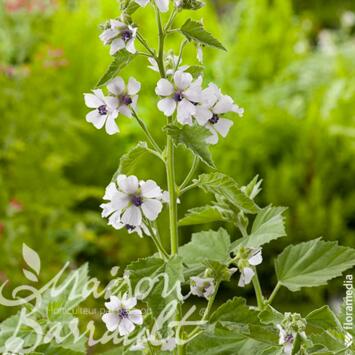 image GUIMAUVE OFFICINALE
