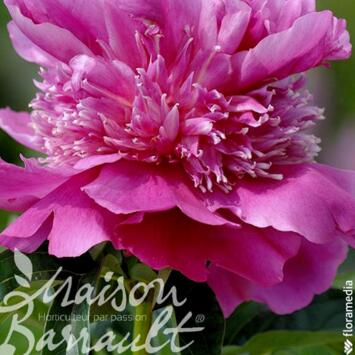 image PAEONIA DR A.FLEMING