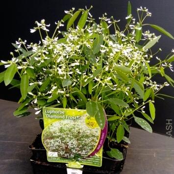 image EUPHORBIA DIAMON FROST MASSIF BQ6