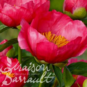 image PAEONIA FLAME