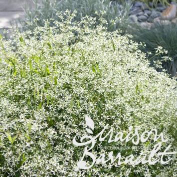 image EUPHORBIA DIAMON FROST
